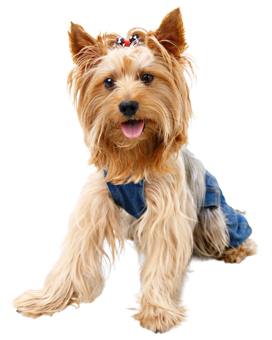 Gilbert, Emotional Support Dog